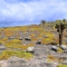 island_plaza_south_spz_h_0188_ecu1887.jpg